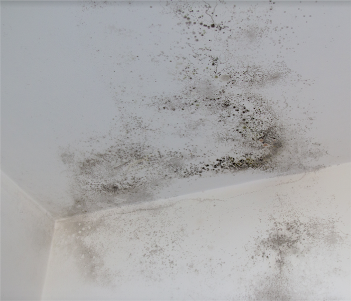 mold growing on white walls in the corner of a room